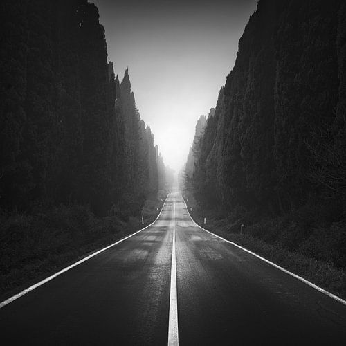 Viale di Bolgheri in een mistige ochtend