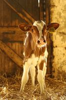Tochter von Dora, Rotes Kalb, stehend, rotes und weißes Kalb, rot und weißes Kalb