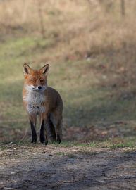 Fox in Amsterdam Water Supply Dunes by Peter Bartelings