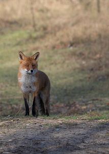 Fuchs in den Amsterdamer Wasserversorgungsdünen