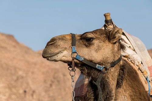 a camel in the desert of israel on the border of egypth