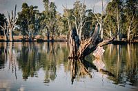 Murray River