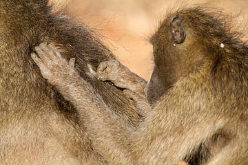 Les babouins soignent leur fourrure sur Angelika Stern
