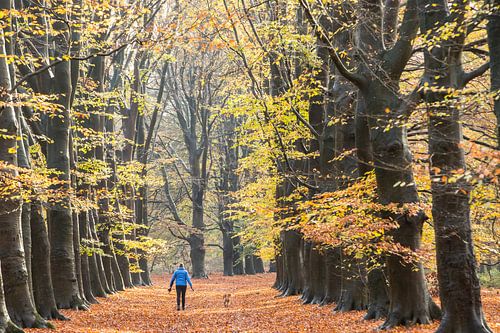 Automne hollandais, forêt d'Amerong ! Le promeneur de chiens !