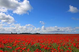 Champ de coquelicots