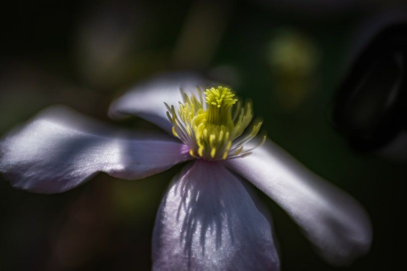 white flower by Paquita Six