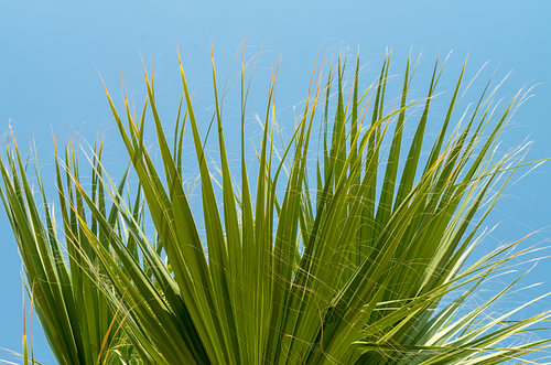 Groene palmbladeren tegen een helderblauwe lucht