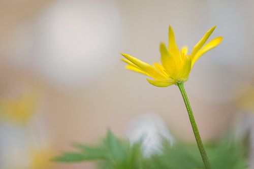 Gewoon Speenkruid (Ficaria verna subsp. Bulbilifer)