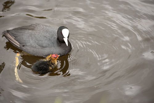 Coot with child in water.