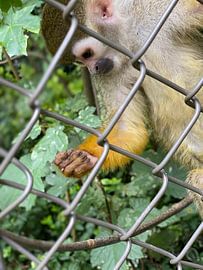Mr. Nielson kijkend naar zijn hand van Rick van Roosmalen