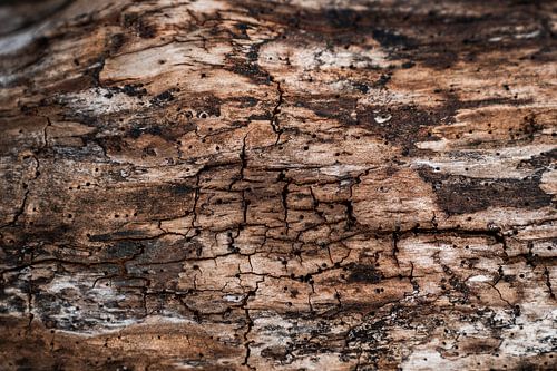 Natuurlijke Texturen Verweerd Hout in Detail