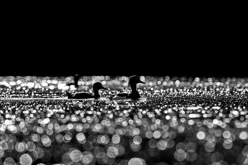 Kuifeenden zwemmen verder