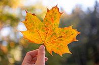 Herfstblad met oranje, geel en groene kleuren van Evelien Oerlemans thumbnail