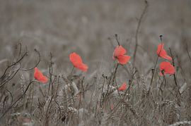 The last poppies