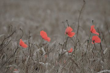 The last poppies by Niek Traas
