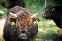 Schottischer Highlander-Bison mit großem Pony