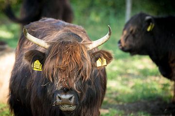 Schotse hooglander bizon met grote pony van Esther esbes - kleurrijke reisfotografie