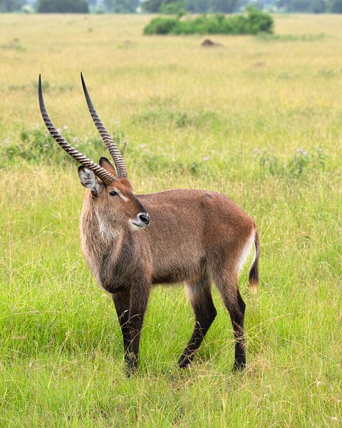Cobus defassa (Kobus defassa), Ouganda par Alexander Ludwig