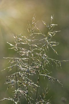Gras in het zonlicht van Thomas Heitz