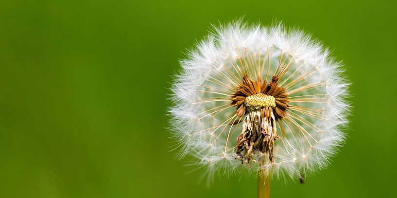 Pusteblume von Henrys-Photography