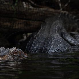Krokodil die te water gaat van Frans van Maurik