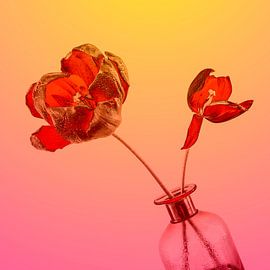 Joyeuses tulipes