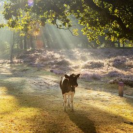 Kalb auf dem blühenden Heidekraut der Gasterse Duinen - Sonnenstrahlen in der urwüchsigen Landschaft von Drenthe von KB Design & Photography (Karen Brouwer)