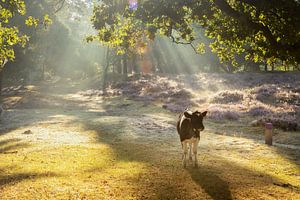 Veau sur la bruyère fleurie des Gasterse Duinen - rayons de soleil dans le paysage primitif de Drenthe