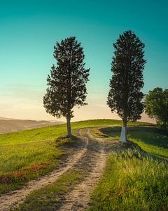 Zwei Bäume auf der Route der Via Francigena von Stefano Orazzini