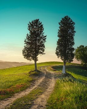 Twee bomen op de route van de via Francigena van Stefano Orazzini