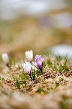 Crocuses in the snow by Leo Schindzielorz