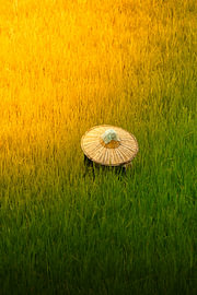 Ein goldener Glanz auf die landwirtschaftliche Tradition in Indonesien von Frank Photos