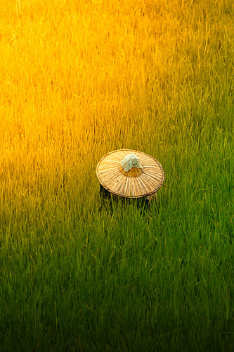 Ein goldener Glanz auf die landwirtschaftliche Tradition in Indonesien
