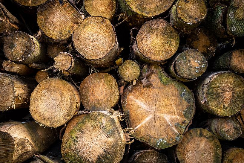 Wood pile with tree trunks on top of each other abstract by Dieter Walther