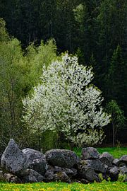blossom in the tree by Geertjan Plooijer