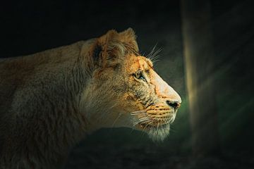 Een Aziatische leeuw in het ochtendzonnetje. van Patrick Löbler