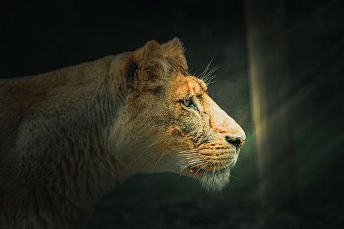 An Asiatic lion in the morning sunlight.