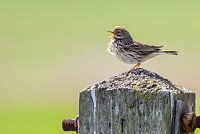 Singing bird on wooden pole