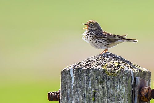 Singing bird on wooden pole