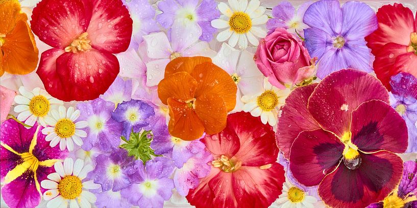 &quot;Panorama van bloemenpracht op ijs&quot; van Jenco van Zalk
