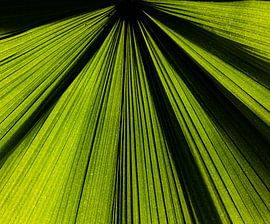 palmblad by Arjan Benders