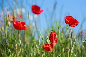 mohn