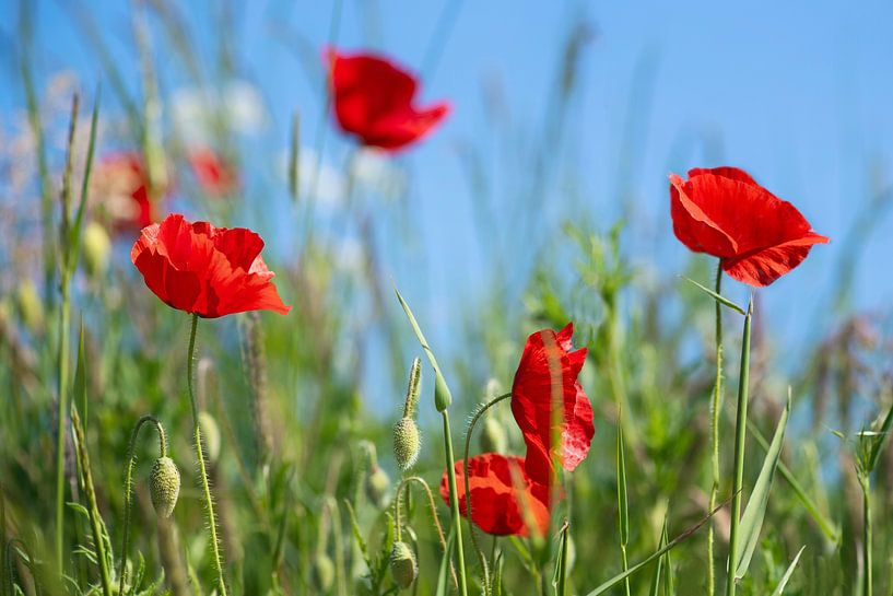 poppies by Hanneke Luit