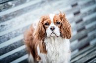 Kavalier-King-Charles-Spaniel-Hund von Lotte van Alderen Miniaturansicht