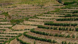 Vignobles dans la vallée du Douro au Portugal