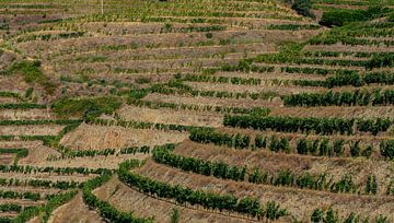 Wijngaarden in de Douro vallei in Portugal