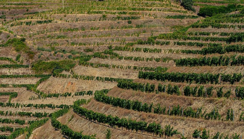 Wijngaarden in de Douro vallei in Portugal van Jessica Lokker