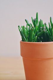 Vetplant | Crassula Ovata van Carolina Reina Photography