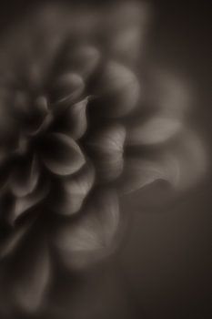 Chrysanthème noir/blanc vintage