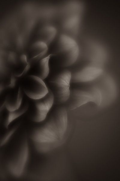 Vintage Blossoms: Chrysanthemum Charm van Sylvia